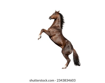 English thoroughbred red horse rearing up, isolated on white background - Powered by Shutterstock