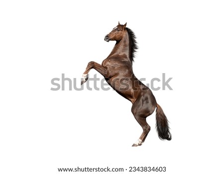 English thoroughbred red horse rearing up, isolated on white background
