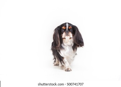 English Toy Spaniel