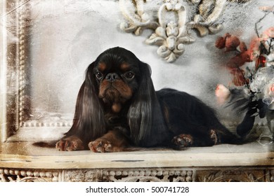 English Toy Spaniel