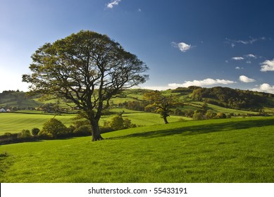 The English Tree Stand Alone In The Countryside