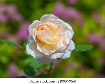 English Variety Crocus Rose, Delicate White Flower With Inner Glow Of Petals