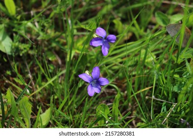 English Violets blossoms emerging between blades of grass in spring. Wild flowering plants in bloom. Beautiful springtime moment.