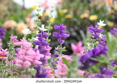 English Wild Flowers In Our Garden