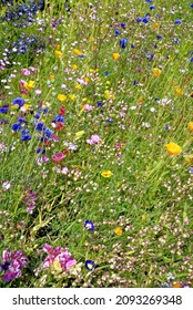 English Wild Flowers In The Summer Time In Scotland - United Kingdom