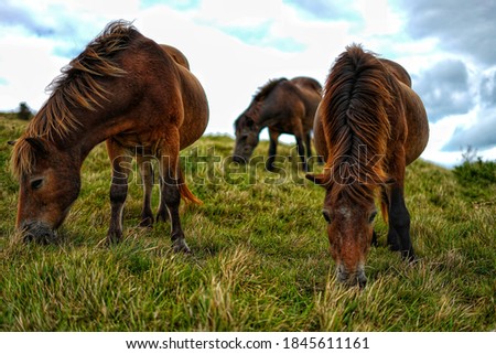 Similar – Pferdegeflüster Weide Gras