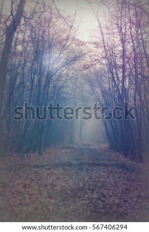 Image, Stock Photo edge of the forest Autumn