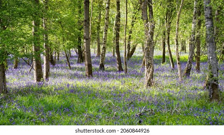 English woodland scene in spring sunshine with fresh new leaves and indigenous bluebells carpeting the floor.