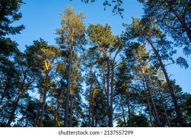 English Woodland and tree canopy in summer on heathland in Stockgrove and Rushmere country park in Leighton Buzzard, UK.

