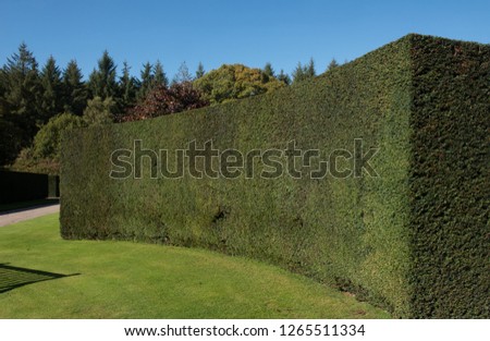 Similar – Foto Bild Eibenhecke (Taxus baccata)