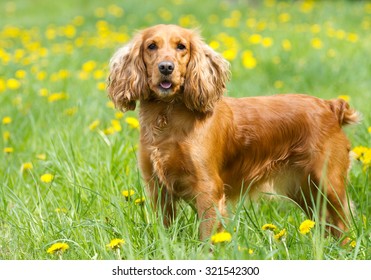 crockers spaniel dog