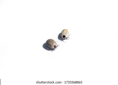 Engorged Black Legged Deer Ticks On A White Background Isolated.