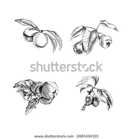 engraving black and white vector set of fruits with elements:peach branch,pear branch,plum branch,apple branch. can be used in interior design,web design,textile and much more