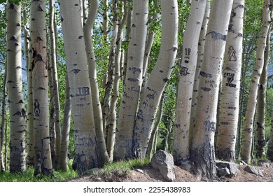 Engravings in an Aspen Tree Grove - Shutterstock ID 2255438983