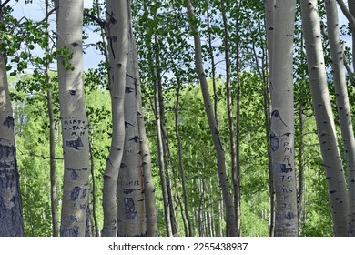 Engravings in an Aspen Tree Grove - Shutterstock ID 2255438987