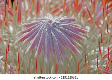 Enhanced Protea Abstract With Needle Like Detail