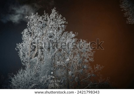 Enigmatic night scene of trees covered in frost under a hazy, orange sky