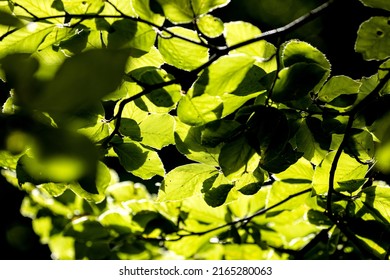 Enjoy the shade under the leaves