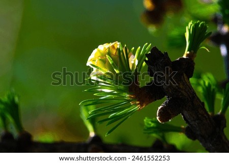 Enjoy the stunning sight of bright pink larch cones in spring. Admire the beauty of nature with blooming pine trees. Celebrate the arrival of spring with this rare and beautiful sight.