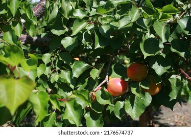 Enjoy A Summer U-pick Apricot Orchard