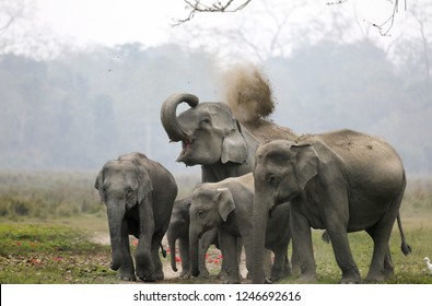 Enjoying dust bath: Asian elephant with family at Kaziranga NP, Assam. India. - Shutterstock ID 1246692616
