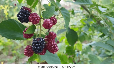 Enjoying Fresh Blackberries on the Vine in a Lush and Vibrant Garden Setting Today