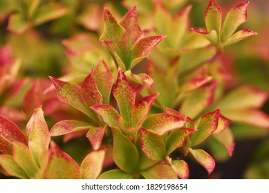Enkianthus perulatus autumn leaves / Autumn background - Shutterstock ID 1829198654