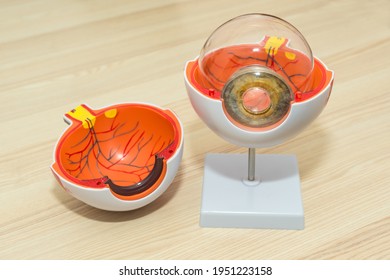 Enlarged Anatomical Eye Model. Eye Anatomy, Human Eye Cross Section Physiology, Cornea Model From Plastic On Wooden Table In Modern Clinic.