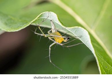 Enlarged image of a small spider nesting on a melon plant.
