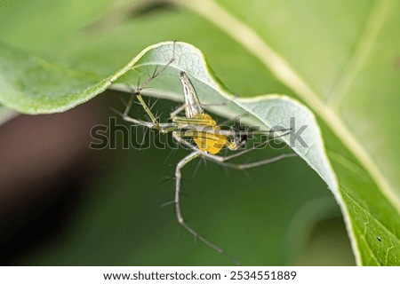 Enlarged image of a small spider nesting on a melon plant.