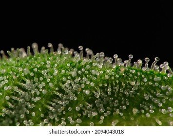 Enlarged Macro Shot Of Nice Cannabis Leaf Trichomes.