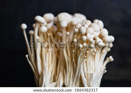 Similar – Foto Bild Eine Gruppe von Pilzen im Wald