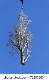 An Enormous 4 Ton Section Of A Poplar Tree Is Hanging In Mid-air From A Large Crane During A Tree Removal. Highlighted Against A Deep Blue Sky.