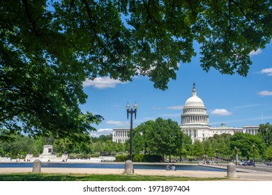 Enormous elm tree frames view of the U.S. Capitol in Washington, DC.