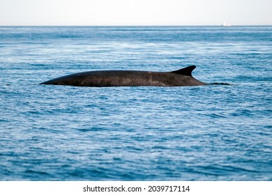 A Enormous Fin Whale's dorsal fin rises above the ocean's surface as it dives in the Gulf of Maine.