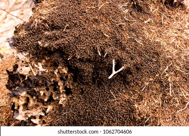 Enormous Forest Anthill Formicary Large Ant Stock Photo 1062704606 ...