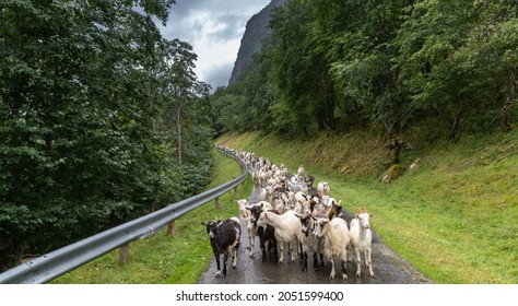 Enormous herds of sheep and goats often cross the country roads of Norway, providing a charming pastoralist encounter along Nærøyfjord (Nærøyfjorden)
