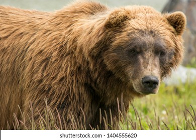 Enormous male brown bear grizzly bear in the Alaskan wilderness, showing grizzlies upclose fighting, standing, swimming, and napping. Carnivore at the top of the food chain in the animal kingdom.