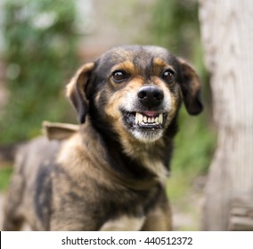 Enraged aggressive, angry dog. Grin jaws with  fangs  ,  hungry,  drool.