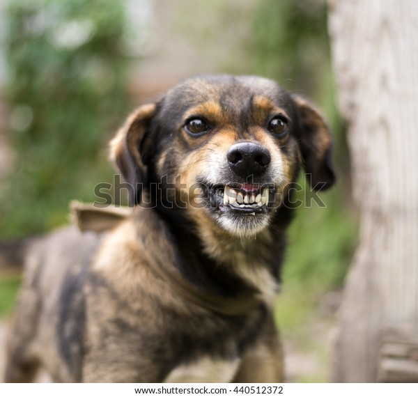 怒り狂った攻撃的で怒った犬 ニヤニヤ 牙 空腹 おどろい の写真素材 今すぐ編集