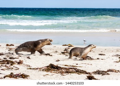 Enraged Australian Sea Lion Running After Another Sea Lion (Neophoca Cinerea) On Kangaroo Island Beach, South Australia , Seal Bay