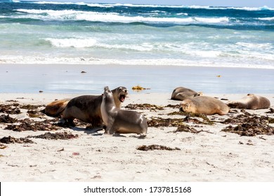 Enraged Australian Sea Lion Running After Another Sea Lion (Neophoca Cinerea) On Kangaroo Island Beach, South Australia , Seal Bay