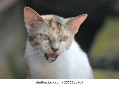 Enraged by hunger, this street cat meows very loudly, then immediately approaches to get food. - Shutterstock ID 2311120709