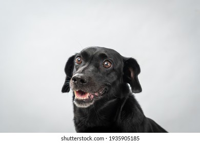 Ensaio Fotografico De Pets Em Estudio