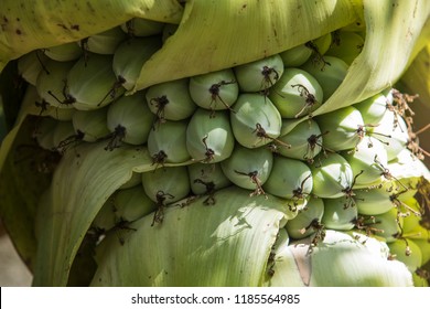 Ensete glaucum ,Bananas are growing on banana trees, the effect of beautiful bananas, bananas,Close up