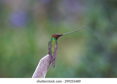 Ensifera ensifera