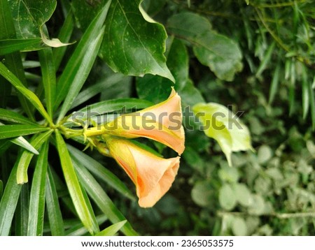The Entacloo Orange oleanderorange kolke flowerorange nerium flower plant, Cascabela or yellow oleander or Lucky nut or Cascabela thevetia is a plant and cultivated widely as an ornamental.