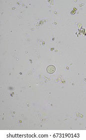 Entamoeba coli Stock Photo