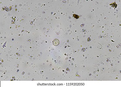 Entamoeba coli (cyst) Stock Photo