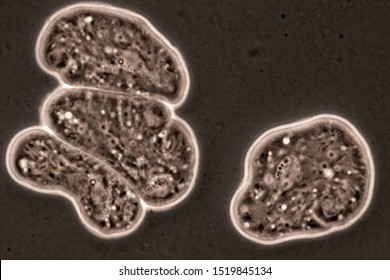 Protista Images Stock Photos Vectors Shutterstock